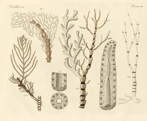 Polipi di corallo