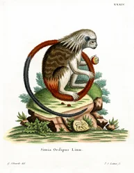 Tamarino dal Ciuffo di Cotone