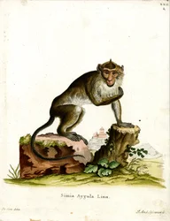 Macaco Mangia Granchi