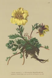 Cariofillata strisciante (Geum reptans)