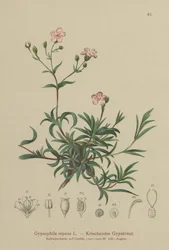 Gypsophila repens