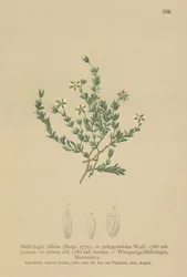 Moehringia ciliata