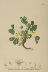 Sibbaldia strisciante (Sibbaldia procumbens)