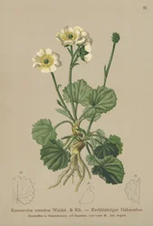 Ranuncolo crenato (Ranunculus crenatus)