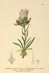 Campanula erbosa croata (Edrajanthus Croaticus, Edraianthus croaticus, Edraianthus Kitaibellii, Edraianthus graminifolius, Edraianthus albanicus, Wahlenbergia graminifolia)