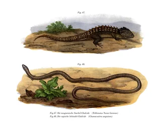 Scinco coccodrillo