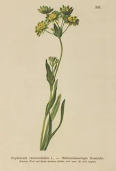 Bupleuro ranuncoloide (Bupleurum ranunculoides)