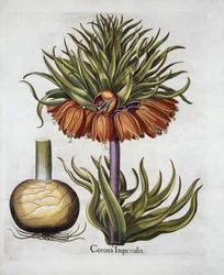 Corona imperiale chiamata fritillaria, da Hortus Eystettensis, di Basil Besler, pub. 1613