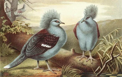 Piccione coronato, tavola da 