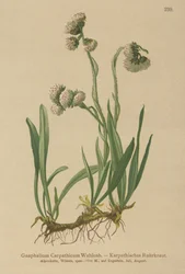 Gnaphalium carpatico