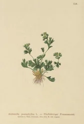 Mantello della signora a foglie tagliate (Alchemilla pentaphyllea)