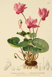 Ciclamino (Cyclamen europaeum)