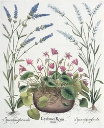Ciclamini e Lavanda, dal Hortus Eystettensis di Basil Besler, pub. 1613