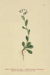Arabetta a foglie di margherita (Arabis bellidifolia)