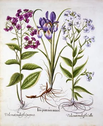 Violaciocca e iris di campo, da Hortus Eystettensis, di Basil Besler, pub. 1613