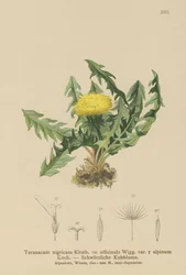 Dente di leone (Taraxacum nigricans, Taraxacum officinale var. Alpinum)