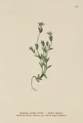Genziana nana danese (Gentiana tenella, Gentianella tenella, Comastoma tenellum)