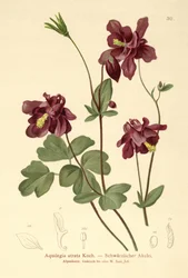Aquilegia scura (Aquilegia atrata)