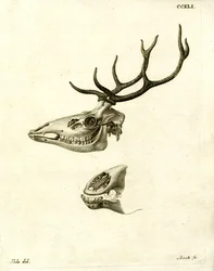 Corna di cervo