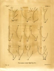 Corna di cervo