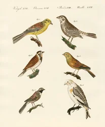 Diversi tipi di zigoli