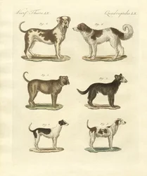 Diversi tipi di cani