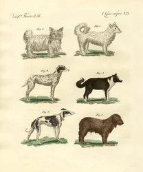 Diversi tipi di cani