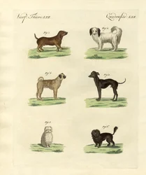 Diversi tipi di cani