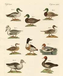 Diverse specie di anatre