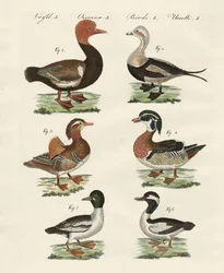 Diverse specie di anatre