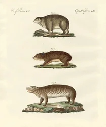 Diversi tipi di animali grassi