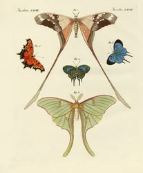 Diversi tipi di farfalle straniere (incisione colorata)