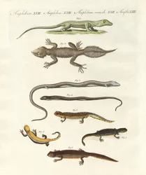 Varietà di lucertole
