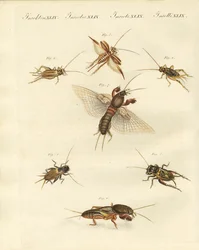 Diversi tipi di grilli locali