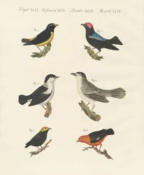 Diversi tipi di manachini