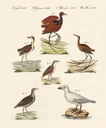 Diversi tipi di uccelli di palude