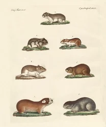 Diversi tipi di topi