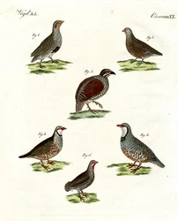 Diversi tipi di pernici