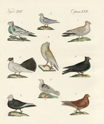 Diversi tipi di piccioni