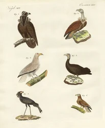 Diversi tipi di rapaci