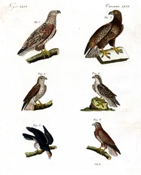 Diversi tipi di rapaci