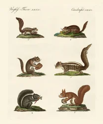 Diversi tipi di scoiattoli