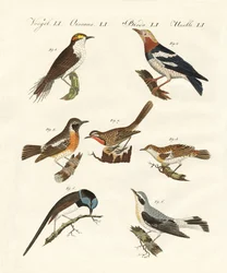 Diversi tipi di silvia