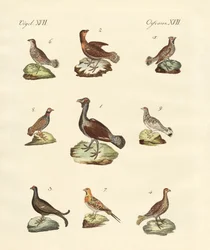 Diversi tipi di gallinelle d