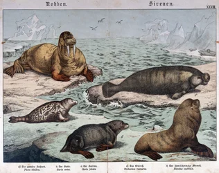 Diversi tipi di foche, foca marmorizzata a sinistra, tricheco in alto a sinistra e leoni marini - in «Storia naturale dei mammiferi», ed. Schreiber, Monaco