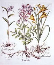 Dittamo, elleborina bianca e giglio giallo, da Hortus Eystettensis, di Basil Besler, pub. 1613