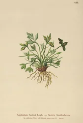 Asplenium Seelosii