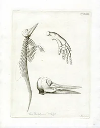 Scheletro di delfino