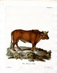 Bovino domestico