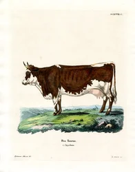 Bovino domestico